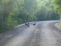P1200039  Occelated turkeys on our way to ruins at Calakmul http://www.nwtf.org/all about turkeys/history ocellated_wild turkey.html