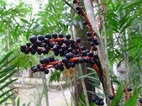 P1200052
