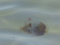P1010974