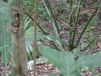 P1240043