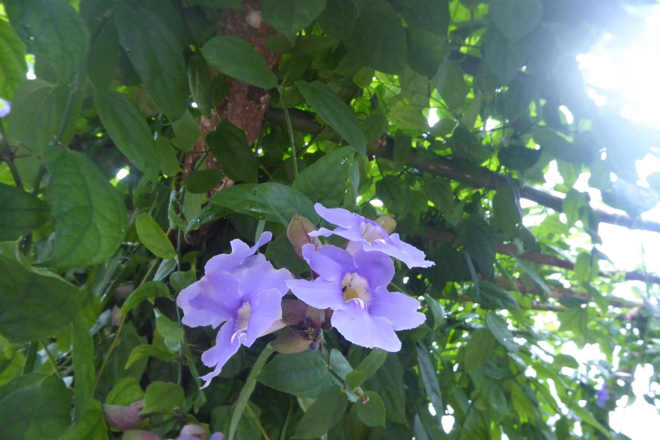 P1030420