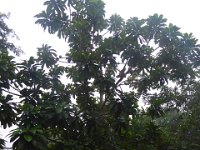 P1030425