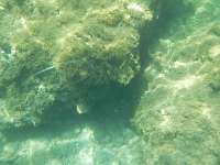 DSCN4945