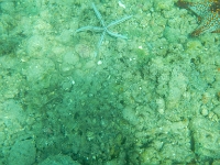 DSCN5010