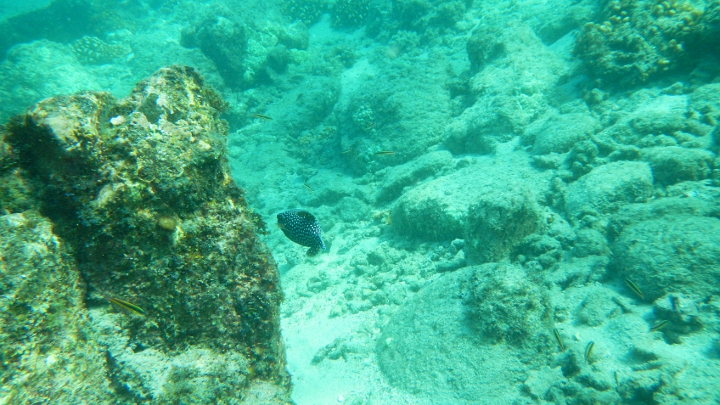 DSCN5033