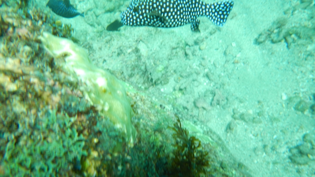 DSCN5034