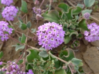 P1260447