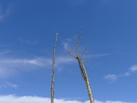 P1260502