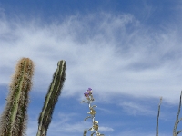 P1260503