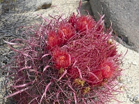 P1260516